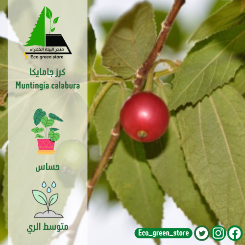 كرز جامايكا