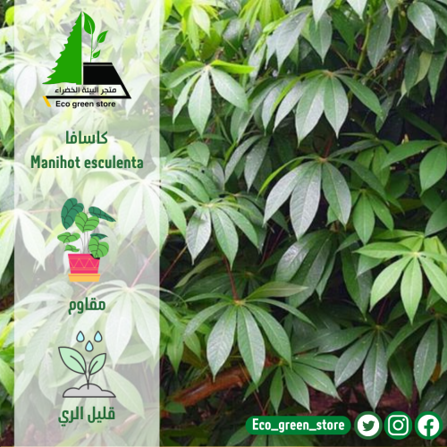 كاسافا