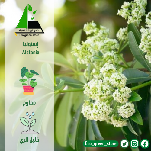 بكج اشجار الزينة المميزة