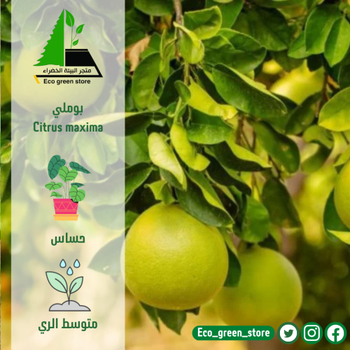 بوملي