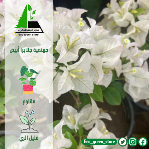 جهنمية جلابرا أبيض