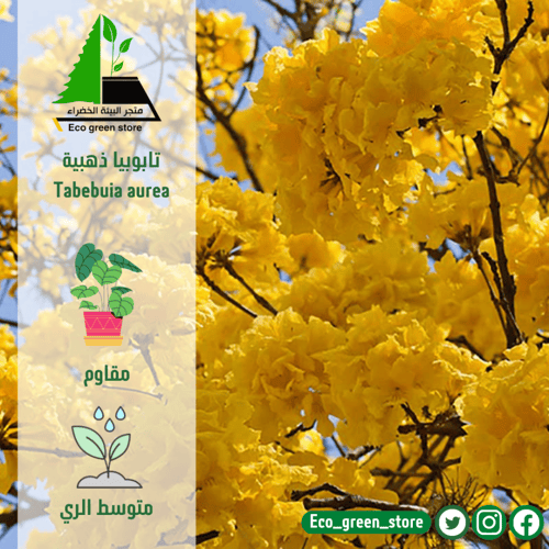 بكج اشجار الزينة المميزة