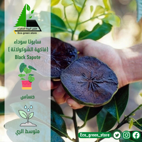 سابوتا سوداء ( فاكهة الشوكولاتة)