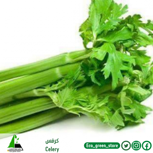 بذور الكرفس