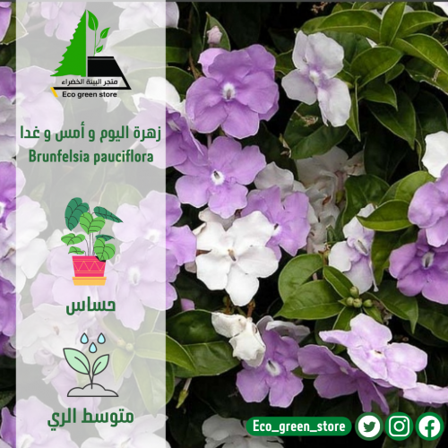 زهرة اليوم و الأمس وغدا