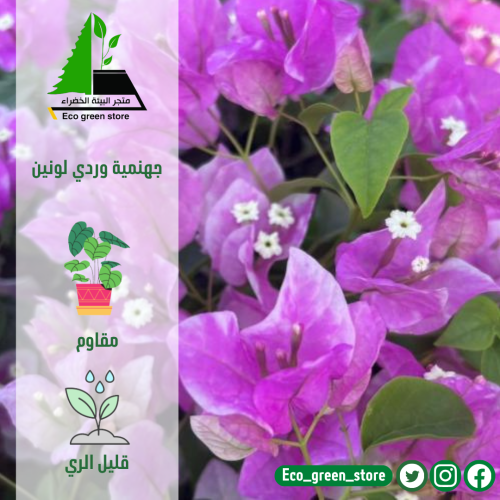 جهنمية وردي لونين