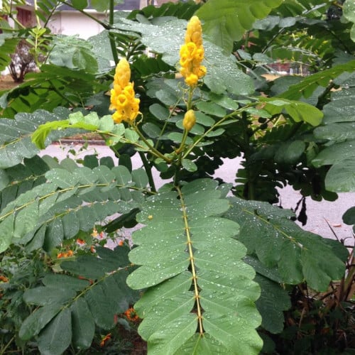 بذور أكاسيا الشمعدان