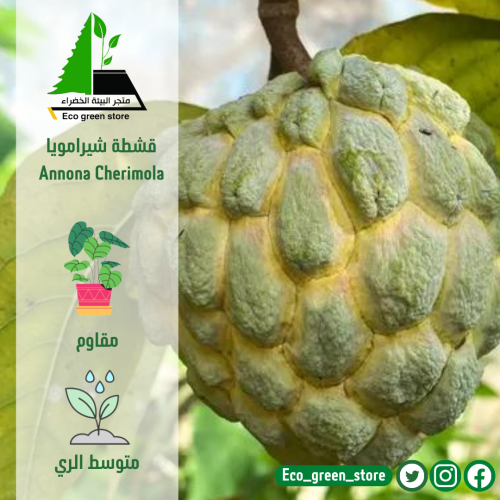 قشطة شيرامويا