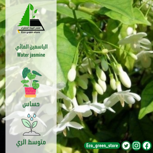 الياسمين المائي