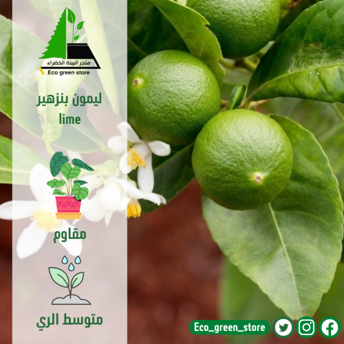 بكج الليمونات