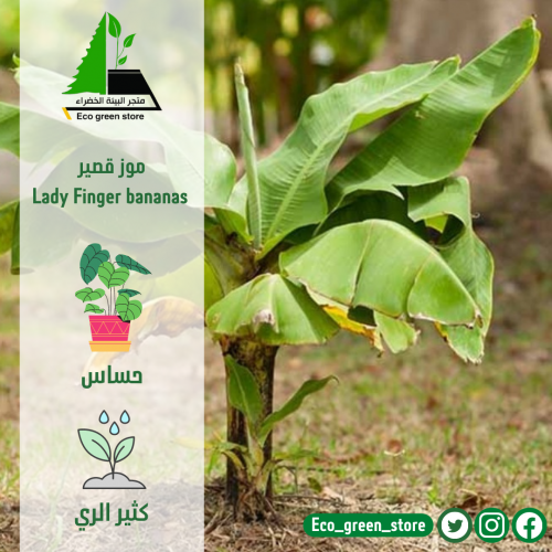 بكج الأشجار المثمرة