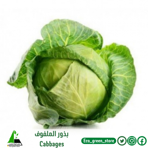 بذور الملفوف