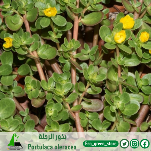 بذور الرجلة