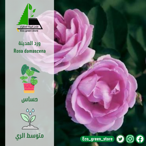 ورد المدينة