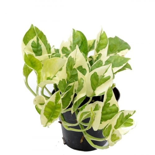 بكج النباتات الداخلية