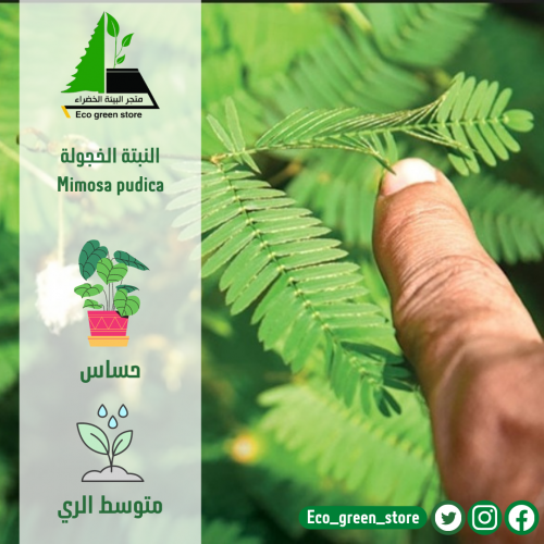 النبته الخجولة