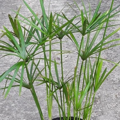 نبات السعد المظلي