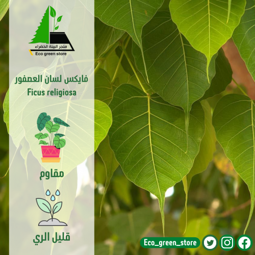 فايكس لسان العصفور