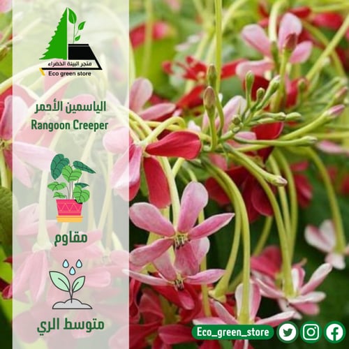 بكج الياسمينات