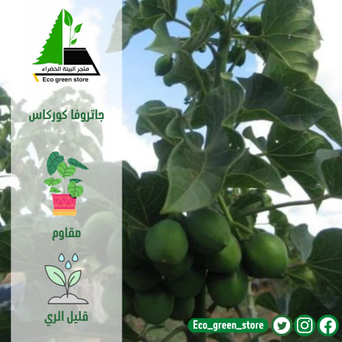 جاتروفا كوركاس