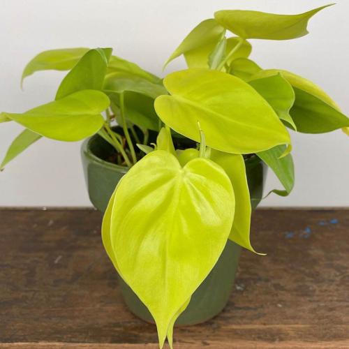 كرمة المحبوب ليمون لايم