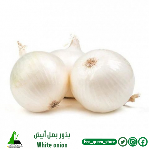 بذور البصل الأبيض