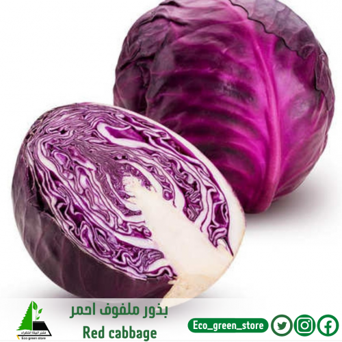 بذور ملفوف بنفسجي