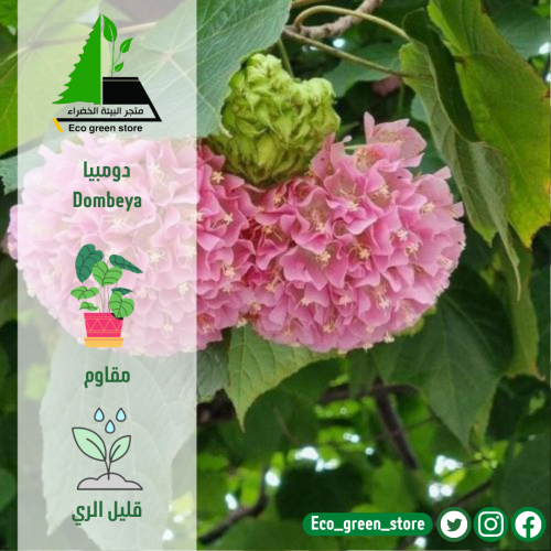 دومبيا