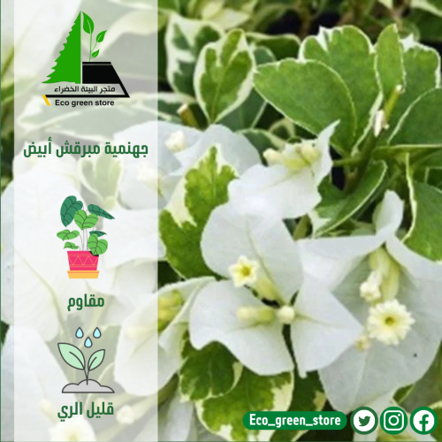 جهنمية مبرقش أبيض