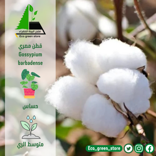 قطن مصري