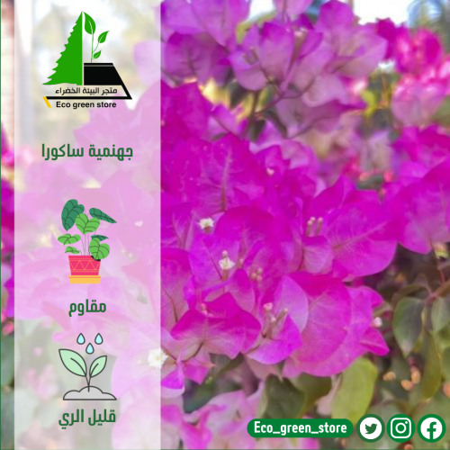 جهنمية ساكورا