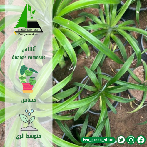 أناناس
