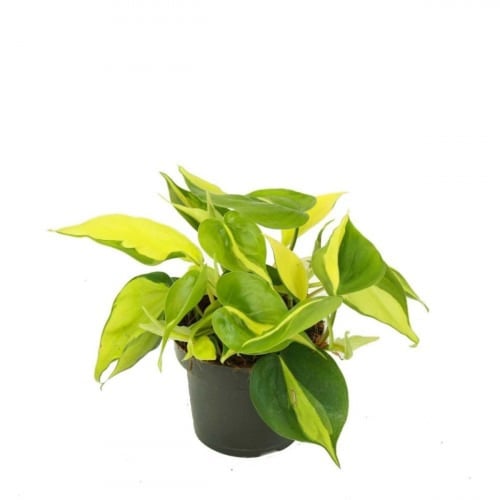 بكج النباتات الداخلية