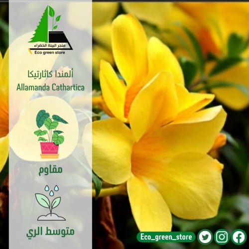 ألمندا كاثارتيكا