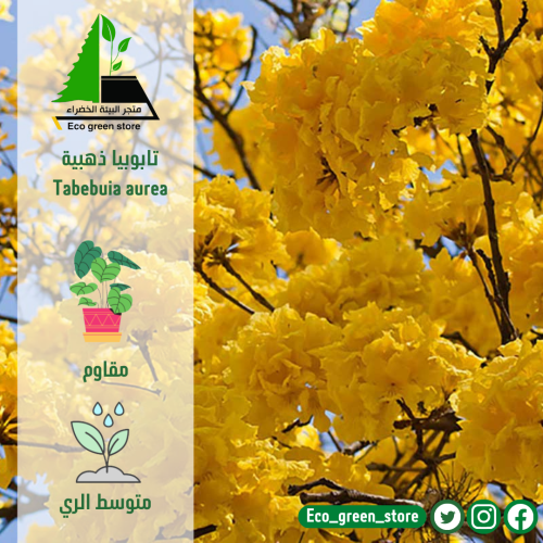 تابوبيا ذهبية