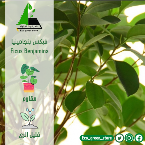 فيكس بنجامينا