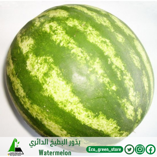 بذور بطيخ دائري