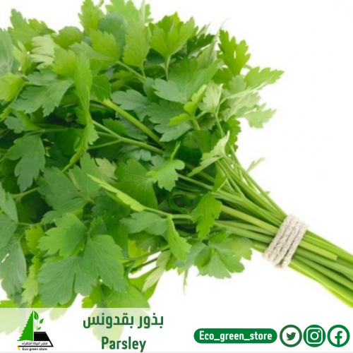 بذور بقدونس