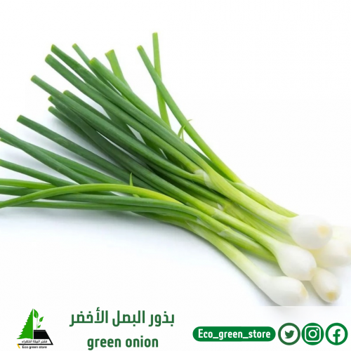 بذور البصل الأخضر