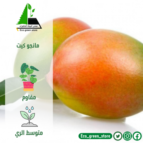 مانجو كيت