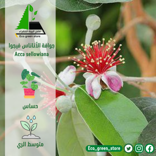 بكج النباتات النادرة