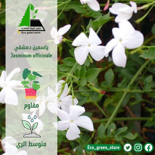 بكج الياسمينات