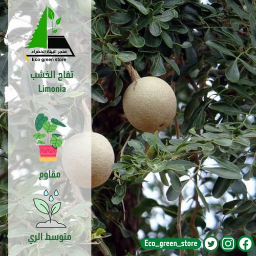 بكج الأشجار المثمرة المميزة