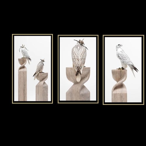ثلاثة لوحات صقور