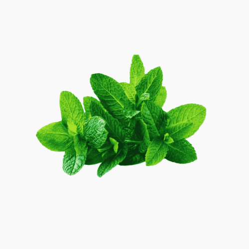 صحن نعناع عضوي