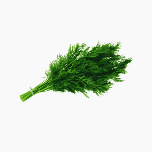 صحن شبت عضوي