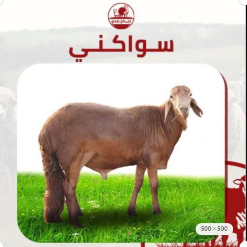 سواكني وسط يصل الى 28 كيلو