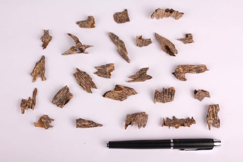 فيتنامي موري سوبر مرتفع