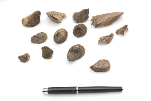 كمبودي بورسات سوبر مرتفع و دبل