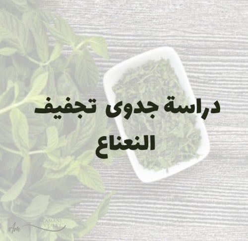 دراسة جدوى تجفيف النعناع